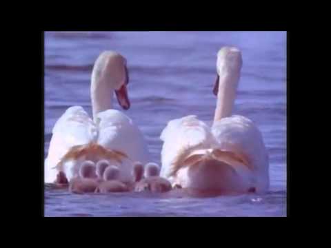 Beyond the Albatros: Exploring All Birds in KLM's Reclames